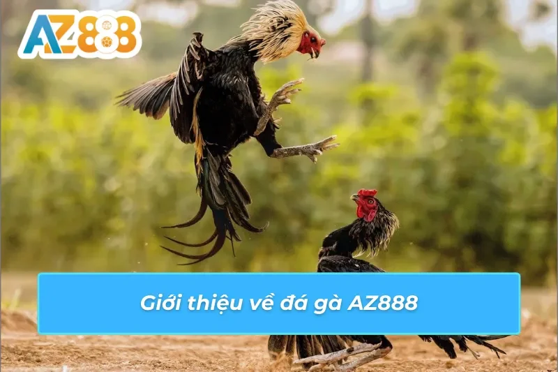 Thông tin nổi bật về dịch vụ đá gà AZ888