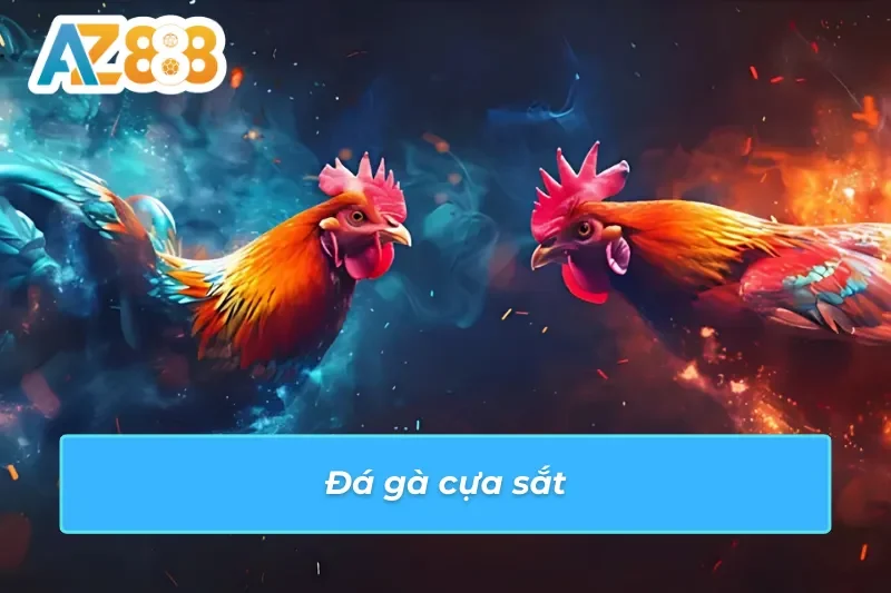 Đá gà AZ888 đầy kịch tính với hình thức cựa sắt