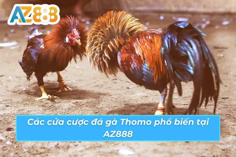 Đá gà Thomo AZ888 và ba cửa cược chính